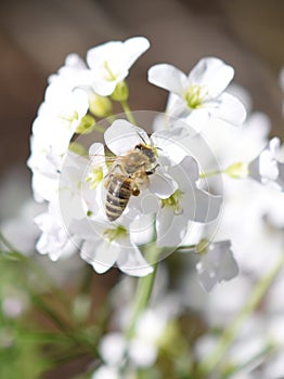 Apis mellifera honeybee pollinating flower