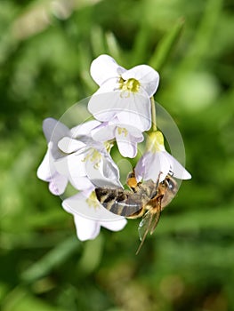 Apis mellifera honeybee pollinating flower