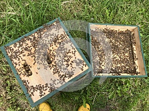 Apis Mellifera honeybees have rapidly outgrown their hive. Beekeeping