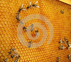 Apis mellifera rodopica