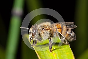 Apis mellifera western honey bee