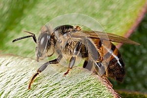 Apis mellifera western honey bee