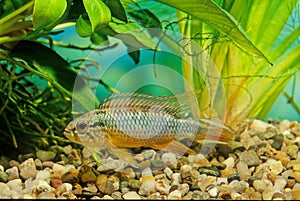 Apistogramma agassizii