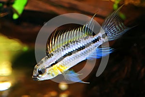 Apistogramma bitaeniata