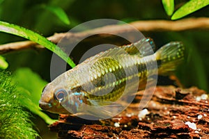 Apistogramma mendezi, A220, freshwater cichlid fish, wild young male from Barcelos, Rio Negro, natural biotope, nature photo