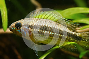 Apistogramma mendezi, apisto, blackwater dwar cichlid fish, wild young male from Barcelos, Rio Negro, natural biotope aqua photo