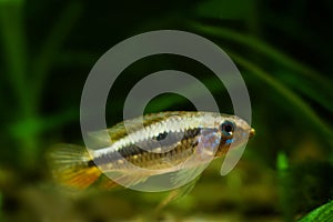 Apistogramma mendezi, rare and unique freshwater dwarf cichlid fish, wild specimen, biotope aqua