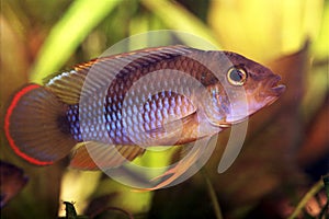 Apistogramma nijsseni - Male photo