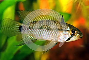 Apistogramma sp. emerald alenquer photo