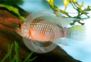 Apistogramma sp. Nanay photo