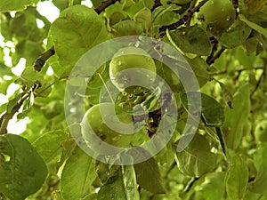 Aple tree fruit food