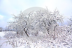 Aple trees in snow