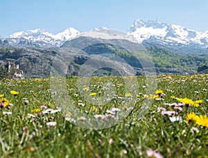 Apline mountain meadow with daisies and dandelions.