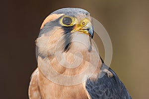 Aplomado Falcon Portrait