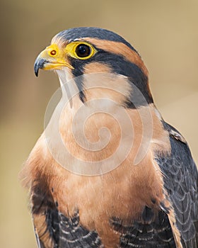 Aplomado Falcon Portrait