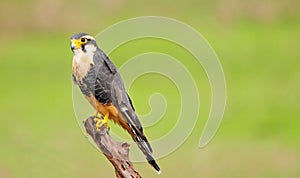 Aplomado Falcon