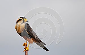 Aplomado Falcon