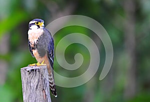 Aplomado Falcon ( Falco femoralis)