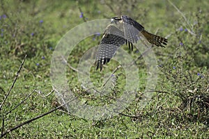 Aplomado Falcon, falco femoralis, Adult in Flight, Los Lianos in Venezuela