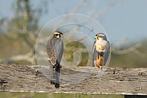 Aplomado Falcon Pair