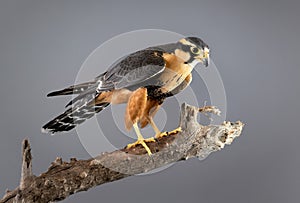 Aplomado Falcon Perched isolated on gray background