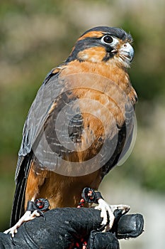 Aplomado Falcon