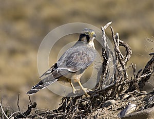 Aplomadovalk, Aplomado Falcon, Falco femoralis