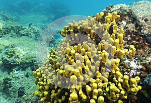 Aplysia aerophoba sponge in the Adriatic Sea