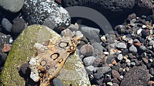 Aplysia dactylomela or Spotted sea hare big slug in tidal pool with purple coloured ink cloud inTenerife,Canary Islands.