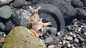 Aplysia dactylomela or Spotted sea hare big slug in tidal pool with purple coloured ink cloud inTenerife,Canary Islands.