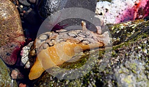 Aplysia dactylomela or Spotted sea hare big slug in the tidal pool in Tenerife,Canary Islands,Spain.