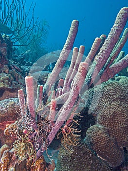 Aplysina archeri,stove-pipe sponge