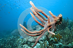 Aplysina archeri,stove-pipe sponge