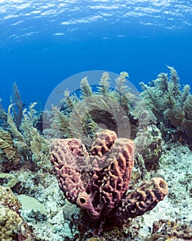 Aplysina archeri,stove pipe sponge