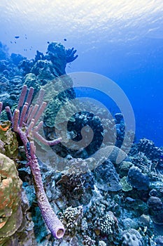 Aplysina archeri,stove-pipe sponge