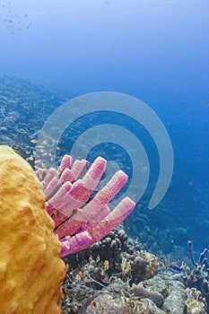 Aplysina archeri,stove-pipe sponge