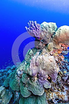 Aplysina archeri,stove-pipe sponge