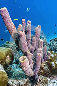 Aplysina archeri,stove-pipe sponge