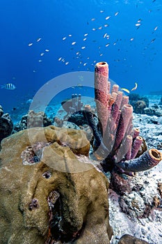 Aplysina archeri,stove-pipe sponge