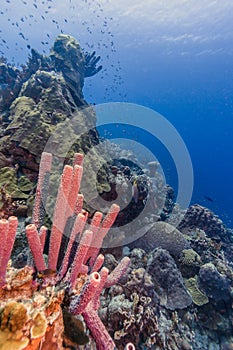 Aplysina archeri,stove-pipe sponge