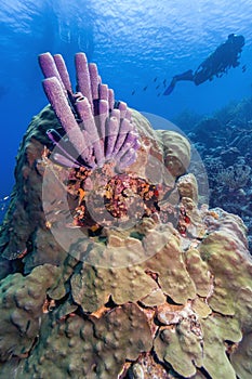 Aplysina archeri,stove-pipe sponge