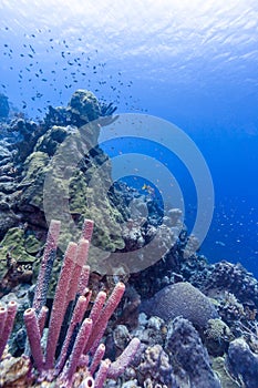 Aplysina archeri,stove-pipe sponge