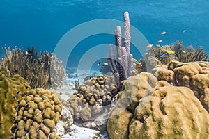 Aplysina archeri,stove-pipe sponge