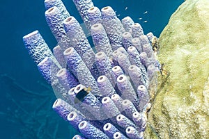 Aplysina archeri,stove-pipe sponge