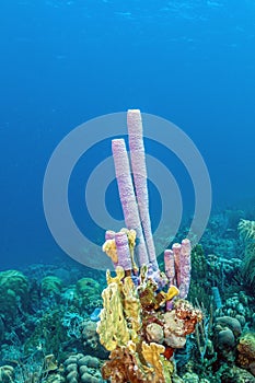 Aplysina archeri,stove-pipe sponge