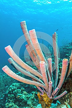 Aplysina archeri,stove-pipe sponge