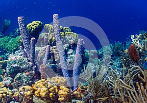 Aplysina archeri, stove-pipe sponge photo