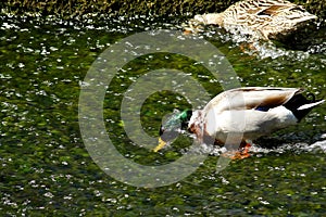 Apnea duck