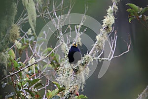 Apo myna in Mt.Kitanglad,Mindanao,Philippines