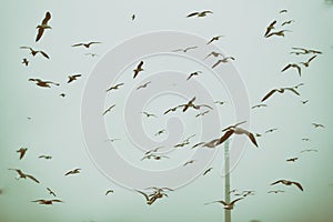 Apocalyptic scene of birds flying over the dump